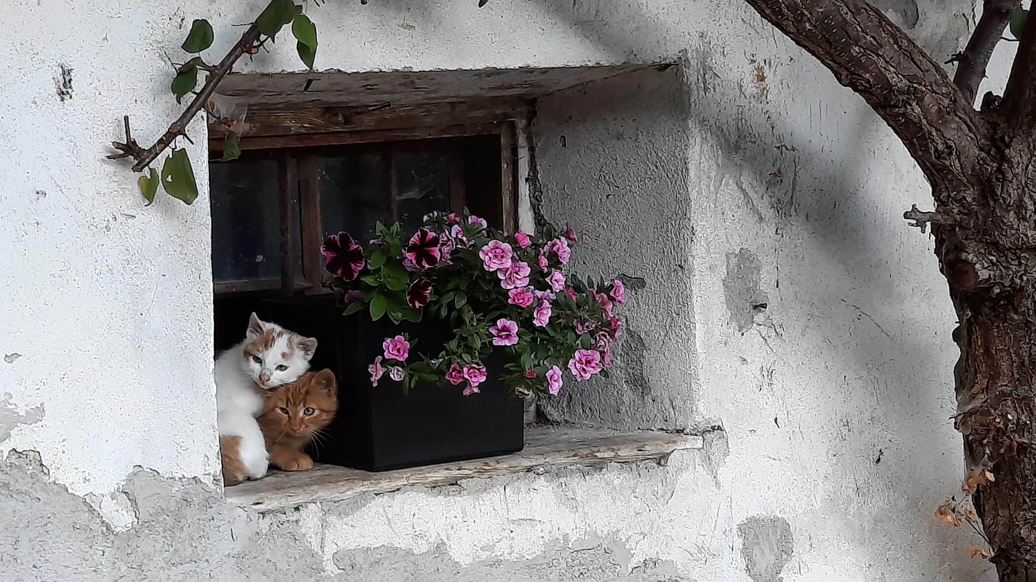 Katzen am Fenster - Detailaufnahme - Lüch da Morgnun
